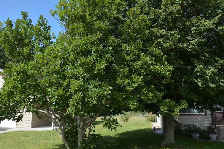 This tree is loaded with buds ready to bud and beautify your yard.